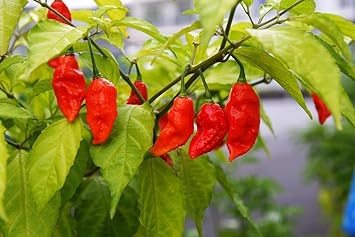 Chile Pepper Capsicum annuum seed mix for garden planting